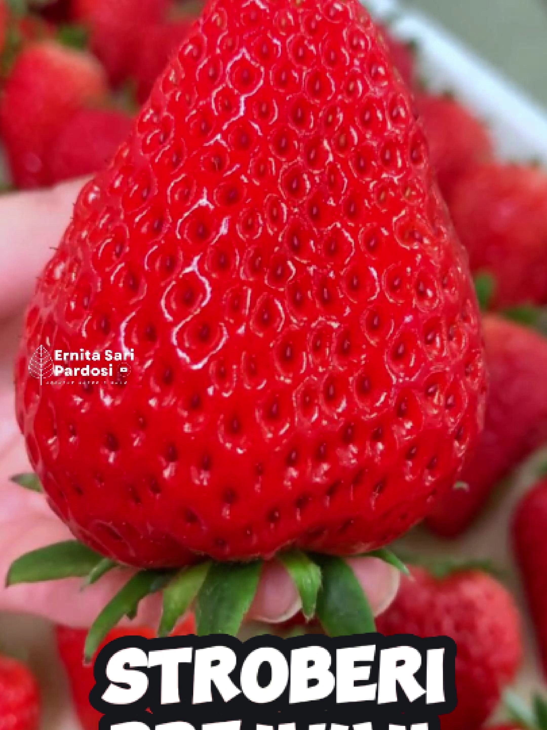 Stroberi (Fragaria × ananassa) ✍️👇 adalah tanaman buah dari keluarga Rosaceae yang dikenal luas karena rasanya yang manis-asam dan warnanya yang merah cerah. Namun secara botani, stroberi bukanlah buah sejati. Bagian yang kita makan berasal dari dasar bunga yang membesar, bukan dari ovarium tanaman. Sementara itu, buah sejatinya justru berupa bintik-bintik kecil di permukaan luar stroberi, yang dikenal sebagai achenium—masing-masing mengandung satu biji. Stroberi pertama kali dibudidayakan secara besar-besaran di Eropa pada abad ke-18, hasil persilangan antara spesies dari Amerika Utara dan Chili. Saat ini, stroberi menjadi salah satu buah paling populer di dunia, baik untuk dikonsumsi segar, dijadikan selai, jus, hingga bahan campuran dalam makanan penutup. Dari segi nutrisi, stroberi kaya akan vitamin C, mangan, antioksidan seperti antosianin, serta serat makanan. Kandungan ini berperan penting dalam menjaga daya tahan tubuh, kesehatan jantung, serta membantu mengendalikan kadar gula darah. Meski tampilannya lembut, stroberi tergolong buah yang sangat mudah rusak dan cepat membusuk. Oleh karena itu, penyimpanan yang tepat sangat penting, yakni dalam suhu rendah dan kondisi kering. #ernitasaripardosi #strawberry #buah #sehat #alami #tumbuhan #vitamin #antioksidan #hortikultura #kebun #buahsegar #pertanian #superfood #information #education #fakta