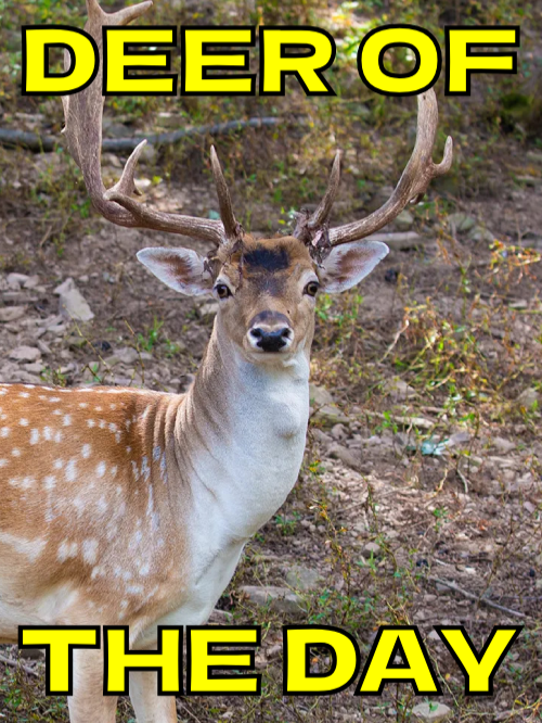 DEER OF THE DAY EPISODE 17 #deertok #deertiktok #deer