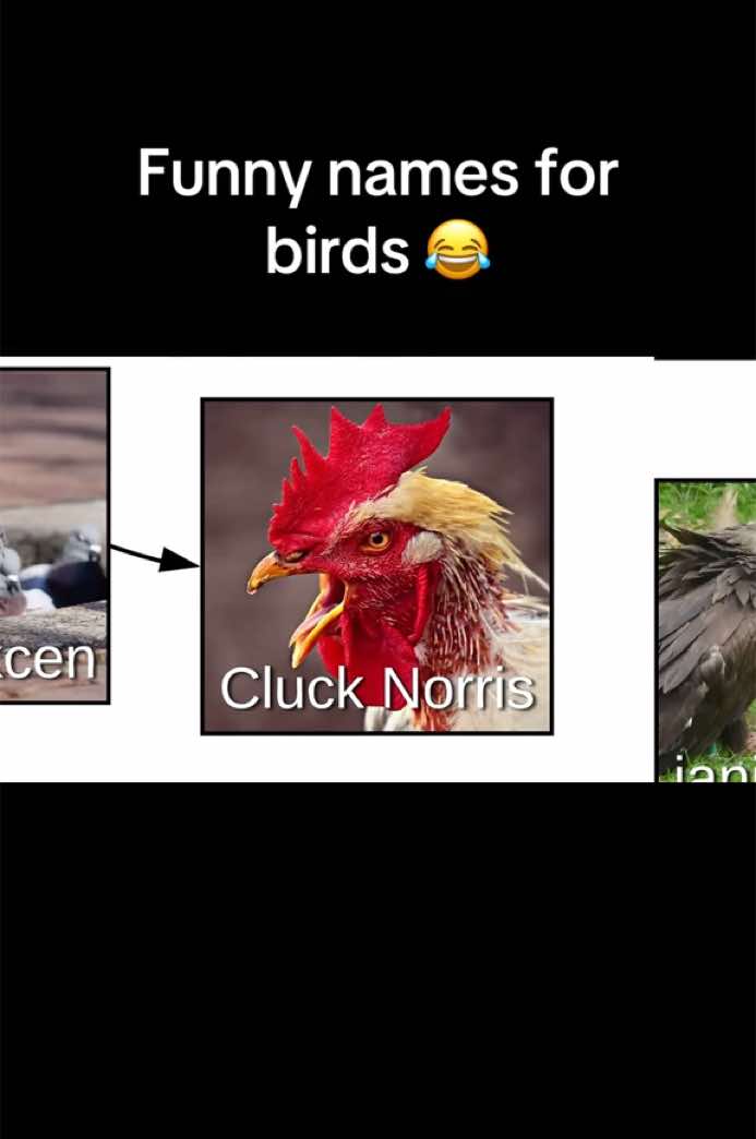 #bird #birds #lucidchart #funny #animals #animalnames #fyp #viral #goose #lovebird #cockatoo #parrot #chickens 