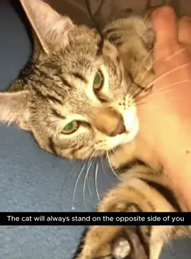 The cat will always stand on the opposite side of you 💀#cat #cats #fyp #funny #cattiktok #usa #catfunny #catlover #foryou 