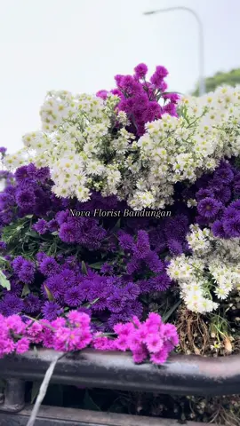 Nova Florist Bandungan 💖 Supplier Bunga Segar Bandungan  Sejak 2001  Lokasi Pasar Bunga Bandungan  Maps Terminal Bandungan 👋🏻 Siap kirim sampai tujuan!  #pasarbungabandungan  #bakulkembang  #novaflorist  #novafloristbandungan  #freshflowers💐  #fyp  #fyppppppppppppppppppppppp  #freshflowers 