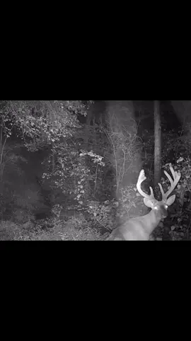 #whitetaildeer #whitetail #deer #velvet #loosingvelvet #shedding #sheddingvelvet #whitetailbuck #buck #pet #foryou #foryoupage #foryoupageofficiall #foryourpage #fyp #fup #fy #tiktokviral #tiktokvideo #viral #America #viraltiktok #inasmalltown #smalltown #country #lookup  #wild #hunters #huntersoftiktok #wildlife #wildlifeoftiktok #PetsOfTikTok #deerhuntersoftiltok #deerhunters #deerhunter #deerhunt #deerhunting #cool #deer #workingascrape #scrape #buckscrape #deeroftiktok #deeroftiktok  #deertok #archery #archeryseason2025 #wvbuck #wvcheck #westvirginia #westvirginiacheck 