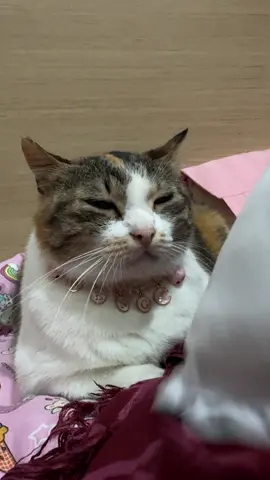 bantal neng kembali suci  #Nengkucing #catsoftiktok 