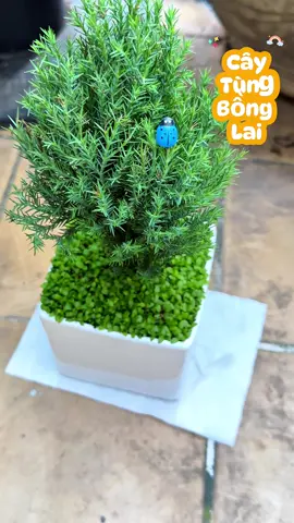 Cây tùng để bàn làm việc lọc không khí dễ chăm nữa #tieuphung2710_ #caycanh #caydeban #caydebanvanphong 