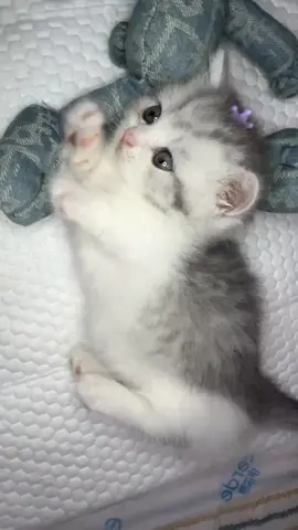 So cute #cat #cats #pet #pets #meow #kitten #kitty #kittycat #kucing #kucinggemoy #kucingoren #kucinglucu #kucingtiktok #catsoftiktok #PetsOfTikTok #catlover #petlover #cattok #fyp #fypage #fyppppppppppppppppppppppp #viral #foryou #foryoupage #tiktok #cute #cutecat #adorable #comel #lucu #Love #lovely #funny #babycat #anakkucing 