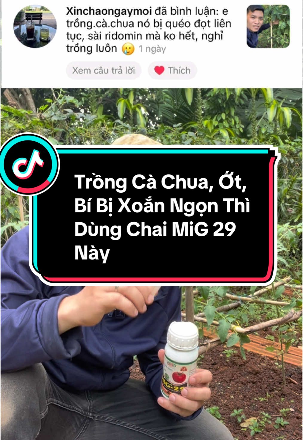 Trị Xoắn Ngọn Ở Cà Chua Và Ớt Thì Dùng Chai MIG 29 Này Nè#thanh47vlog #lamvuon #trongcay #trongrau #trusausinhhoc 