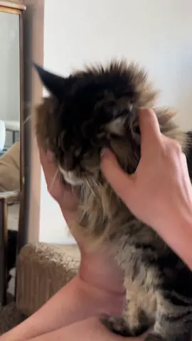 #cat #mainecoon #mainecoonsoftiktok #fyp #petlover 