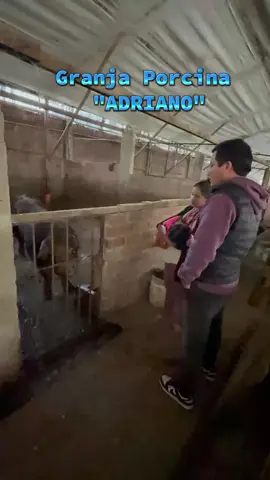 #porcicultura #porciculturaecuador #porciculturaperuana🇵🇪 #porciculturaperuana🇵🇪 #genetica #duroc #cerdosduroc #durocstephano #greenscreen #ds600 #paratii #paratiiiiiiiiiiiiiiiiiiiiiiiiiiiiiii 