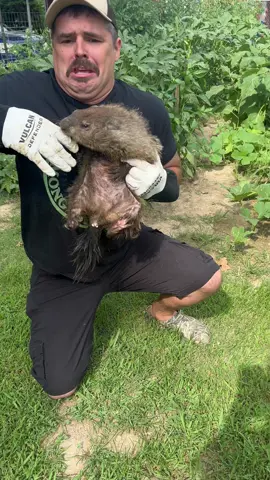 I WAS ATTACKED BY A GROUNDHOG! #fyp #groundhog #viral #funnytiktok #animals 
