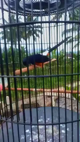 LAGUNA JR 😎 #muraibatu #kicaumaniaindonesia #muraibatumania #muraibatugacor #fypシ #CapCut 