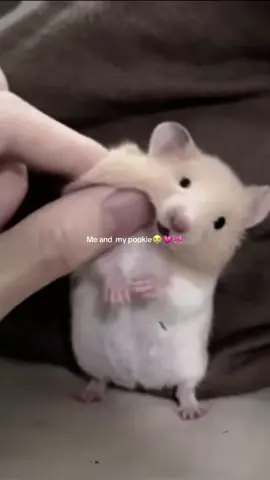 #fypp 