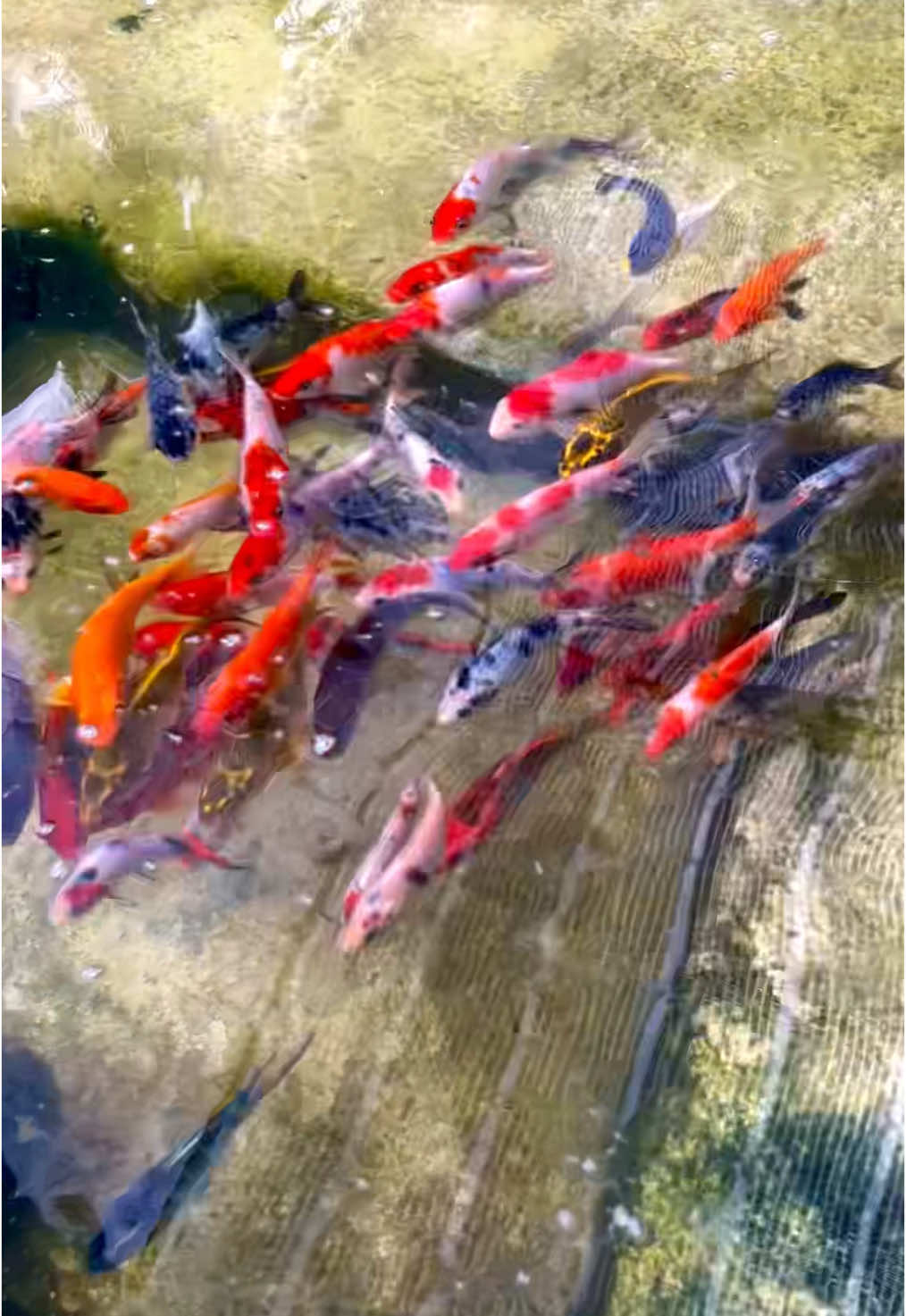 ⭕️ KOI CARP SRI LANKA❤️ ⭕️ GOOD QUALITY JAPAN 🇯🇵 KOI 📲CALL OR WHATSAPP 0703325537 #kaduratafishfarm #onthisday #like #viral_video #weltall #tending #goldefish #tanchokoi #koipond #ginrin #sankekoi 