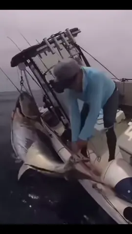 #fish #fishing #saltwaterfishing 