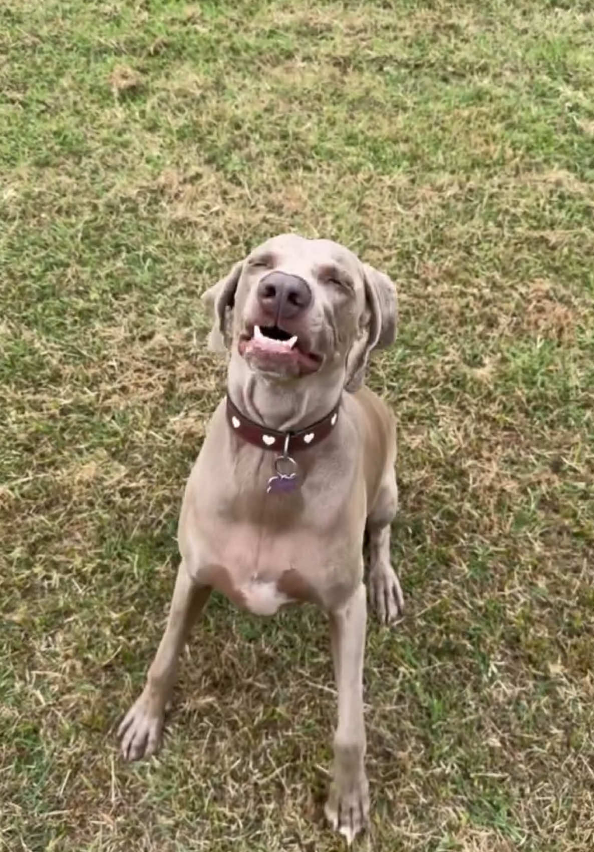 La Lonza  #weimaraner #furto #fame 