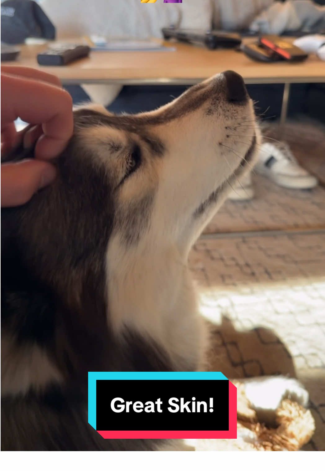 Reminding my Huskies that I just woke up like this, because somebody had to. 🐺💁‍♀️😏 #siberianderpskies #dogsoftiktok #siberianhuskies #siberianhusky #husky 