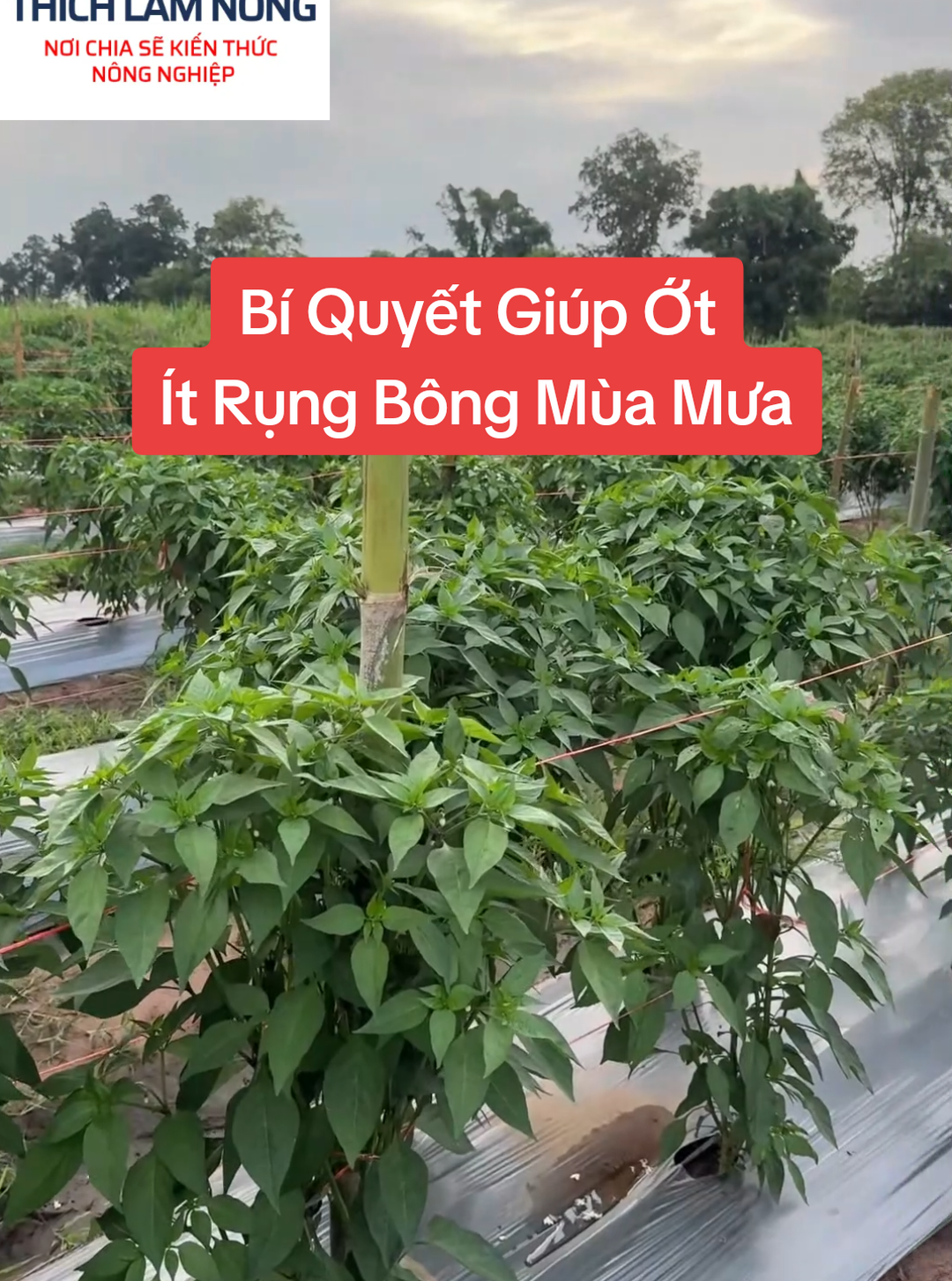 Bí quyết ớt ít rụng bông mùa mưa #nongnghiepvietnam #nongnghiep #otchithien 