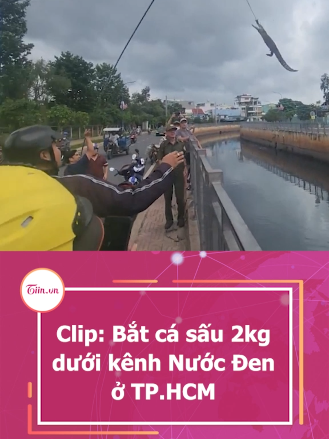 Clip: Bắt cá sấu 2kg dưới kênh Nước Đen ở TP.HCM #tiinnews