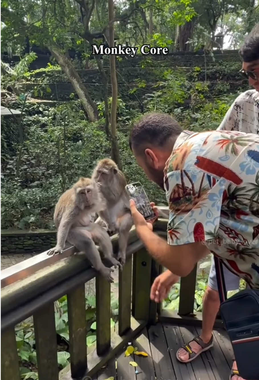 Funny monkey 🤣🐒#funny #funnytiktok #fypage #fypシ゚ #usa #animals #funnyanimals #monkey #monkeys #core 