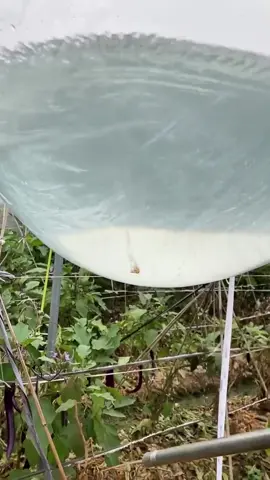 Interesting laminer flow#oddlysatisfying #satisfyingvideo #asmr #fyp #usa 