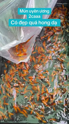 Mún uyên ương cực đẹp #thichcacanh #khongoxi #dep #xh #cacanh #abcxyz #fyp #uyenuong #mun #re #xuhuong #xuhuongtiktok 