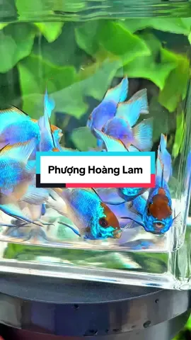 trang trí bể thuỷ sinh tuyệt đẹp . tặng 1 vi sinh làm trong nước #trendingvideo #xuhuong2025 #trending #xuhuong #viral #xu #xaykenhtiktok #vietnam 