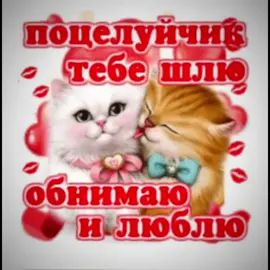 #котикикоторыелюбят #meuw #котикинакаждыйдень #мяу #котикиоткрытки #открытка 