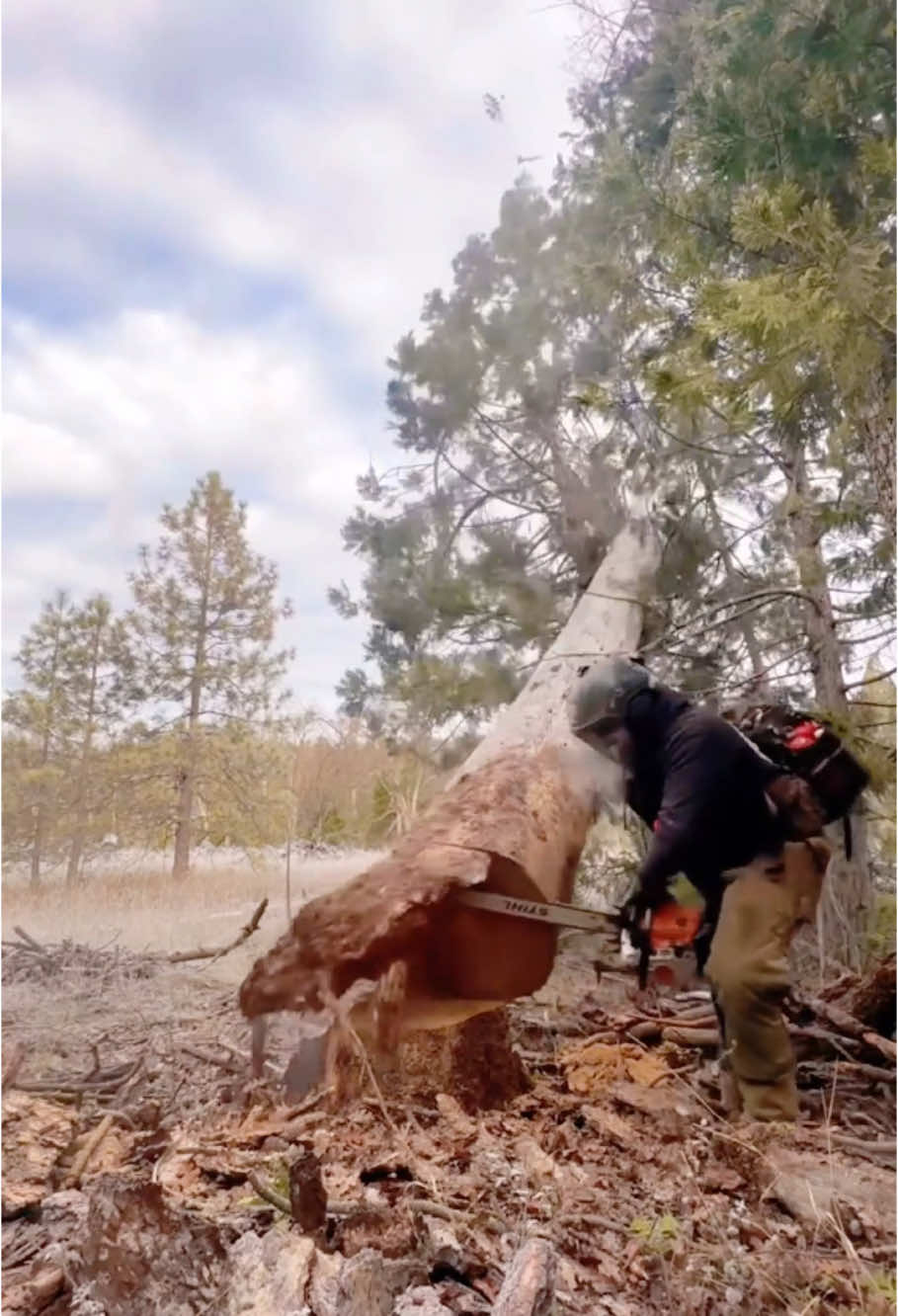 Even the best loggers make mistakes.#tree #satisfying #asmr #oddlysatisfying #fyp 