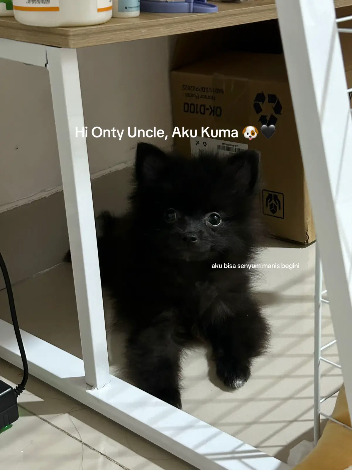 mau kenalan sama betina punya onty uncle dong 😋 #pom #pomerian #blackpom #dogs #cute #fyp 