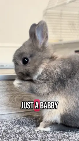 🐇 “Babbi mode: activated. Fluff level: 100%.” #miffymood #houserabbit #rabbitlife #realityofbunny #vibesathome #relaxing 