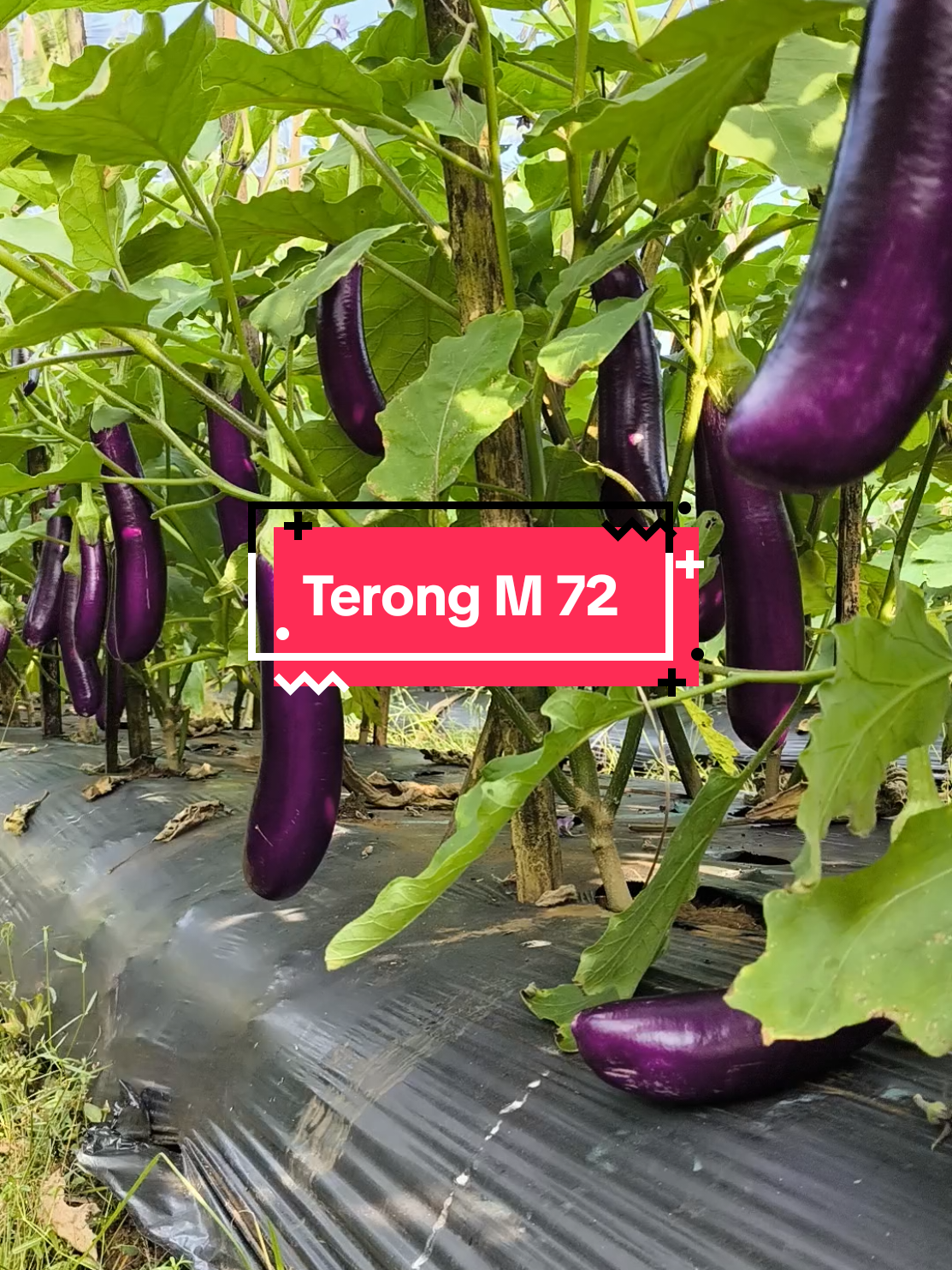 Terong ungu M 72 Cap Panah Merah #petanimuda  #petaniindonesia🇮🇩🇮🇩🇮🇩🌿🌿 #petani #panenmakmur #panen 