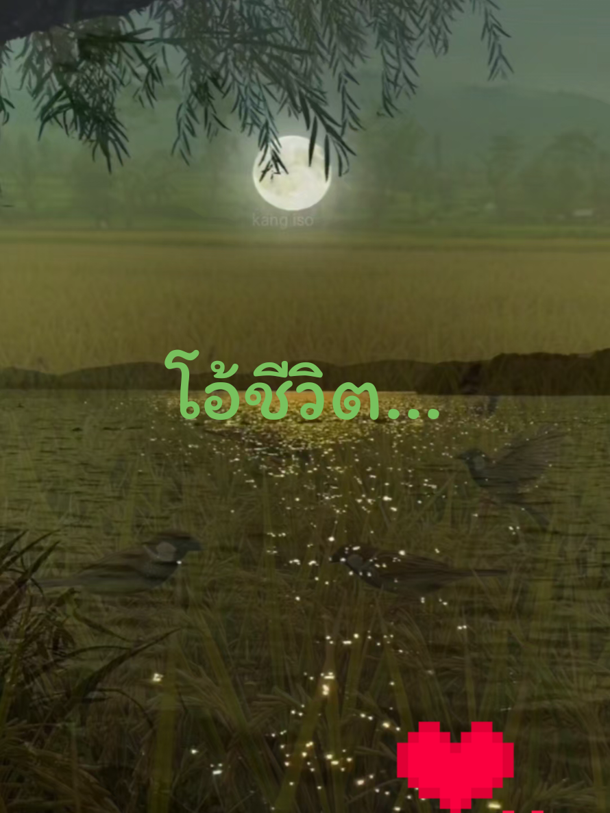 #เพลงเพราะ #ฝากถึงคนไกล #tiktokindia #ขอบคุณทีกดใจ❤️และติดตามนะคะ😍 