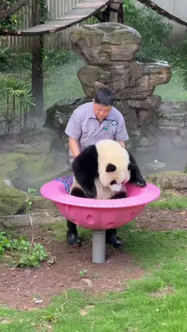 Panda #fyp #fypシ #funny #animals #funnyvideos #foryou #usa #pet #cute 