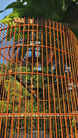 bahan sw mu bolo🤩 #muraibatuindonesia #muraibatumania #murai #muraibatumedan #muraisumatrapunyacerita 