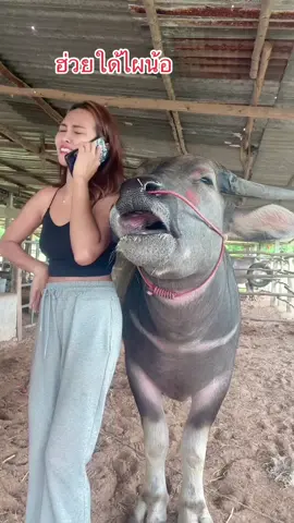 ซ้อมุขสิใด้แม่เพิ่นเดะเนา🤣#dcrfarmควายงามบ้านโคกสูงตําบลยาง #DCRFarm #viralvideo#ซ้อมุขเงิน #viralvideo 