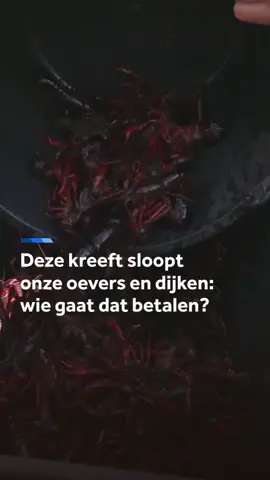 De Amerikaanse rivierkreeft bivakkeert al decennia in onze rivieren, maar het worden er steeds meer. De beestjes zijn funest voor de biodiversiteit en gevaarlijk omdat ze gaten graven in oevers en dijken. De waterschappen draaien op voor de kosten en die lopen inmiddels in de miljoenen. Waterschap Delfland wil dat de overheid ingrijpt en dreigt met een gang naar de rechter. #rivierkreeft #natuur #biodiversiteit #schade #waterschap #Nieuwsuur