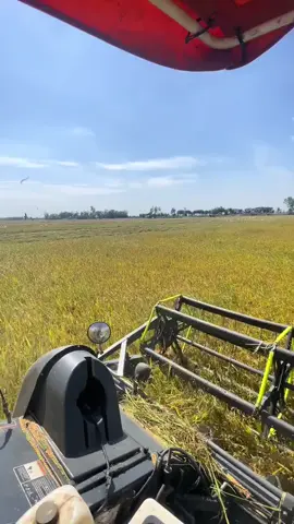 chiến này mấy ah kéo lúa tai biến luôn máy cắt lúa 105x cắt lúa st25# #kubota #maycatlua105x #xuhuong #xhtiktok #uocduoclenxuhuong #fowllowers❥♥️♥️♥️ #viwes #idol 