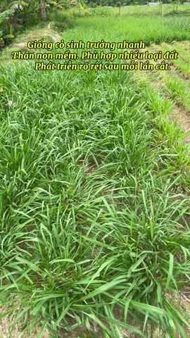 Cỏ ghine mobasa. Giống cỏ cho năng suất cao. Thời gian phát triển nhanh. Trồng bằng hạt. Hoặc bằng nhánh khi cây đã lớn. #xuhuong #channuoi #nuoibo #giongcochannuoi #kinhnghiemsong 