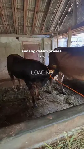 #peternaksapiindonesia #peternaksapilampung #peternakmuda #sobatngaret 