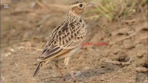 صوت المطوق ممتاز للصيد #hunterxhunter #birdsounds #bird #hunting #birdhunt #foryou #لبنان🇱🇧_سوريا🇸🇾_فلسطين🇵🇸_تركيا🇹🇷_عراق🇮🇶 