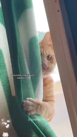 #cat#cute#catvideo#cutcat#funny#pet#funnyvideos