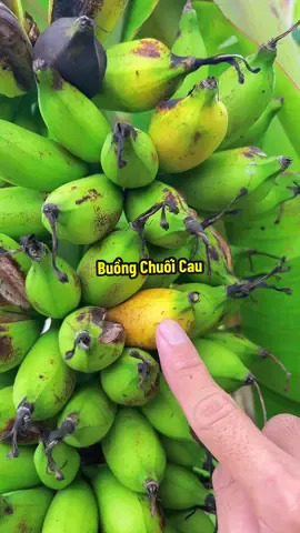 Ăn Gì Bổ Nấy ! Ăn Chuối Cao Bột Chín Cây Nha #hienonha 