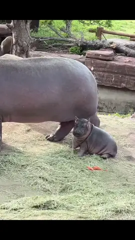 Vừa ra đời thì biết gia đình mắc nợ mừ tỉ 🥴#khoanhkhacdangyeu #đángyêu #cute #petcute #dethuong #hàmã 