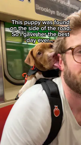 THE TAIL WAG OF PURE JOY 🥹 ✨MEET GENESIS✨  •4 months old •Found on the side of the road in Georgia  •Very playful & active •Cuddly •Curious •Adventurous  ✨LIKES✨ People (including kids) Kisses Cuddles Pup cups Subway rides Squeaky toys Attention Riding in her backpack  ✨DISLIKES✨ None to report  Genesis had to stay in her backpack for the duration of our adventures because she hasn’t gotten all of her vaccinations yet, and as you may or may not know, the streets of NYC are very dirty and potentially harmful to such a young puppy!  This sweet girl is currently up to date on all vaccinations for her age, spayed, microchipped, and ready to fill your home and heart with endless joy. Please consider making Genesis part of your family through @Best Friends in Soho.   We can’t wait to share our next adoptable adventure with you soon!  #adopt #rescue #rescuedog #puppy