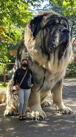 Massive 10FT Dog🙌🙏🏼🐶 #fyp #animals #pets #giantdog #dogs #dogtok #dogsoftiktok #ai 