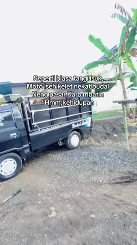 Kehidupan🫡#juragansa#sapi#sapiqurban#sapipasar#juraganmuda 