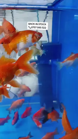 ✨🐠 Goldfish Royalty Just Arrived! 🐠✨ Elegant, colorful, and graceful — our Goldfish collection is swimming in beauty and charm! Perfect for beginners and pros alike 🐟 ✔️ Hardy and easy to care for ✔️ Brightens up any tank ✔️ Great companions for peaceful aquariums 📍 Aqua Paradise, Diamond Plaza 2, Ground Floor 📞 0707 085 522 🚚 Countrywide Delivery Available #GoldfishEA #AquaParadise #AquariumBeautiesEA #PeacefulTanksEA #EastAfricaAquarium #Nairobi #Mombasa #Kisumu #Thika #Meru #Eldoret #Kitale #Nakuru #Kenya #Uganda #Tanzania #TrendingAquariumGearEA #HappyFishVibes #AquariumVibesEA #AquariumInspoEA 