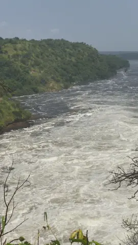 There’s magic in Uganda… and Murchison Falls is where it roars the loudest!  From sunrise game drives chasing lions, giraffes, and elephants across golden savannahs… to sunset cruises along the Nile watching hippos yawn and crocs sunbathe — this is where safari dreams come alive. And the main event? Murchison Falls — where the world’s longest river explodes through a narrow 7-meter gorge with a thunderous drop. Nature’s power in full display. #wat#waterfallst#naturet#waterfalla#travelt#naturephotographyk#Hikingo#photographyt#waterfallsofinstagramv#adventuret#waterfallphotographya#travelphotographyt#natureloversn#landscapeu#mountainst#watera#chasingwaterfallsp#exploren#landscapephotographyn#wanderlustk#hikingadventureso#photoofthedaya#travelgramt#waterfallsfordaysk#hiket#Outdoorsr#forestt#waterfallhikev#Loven#ig #ig
