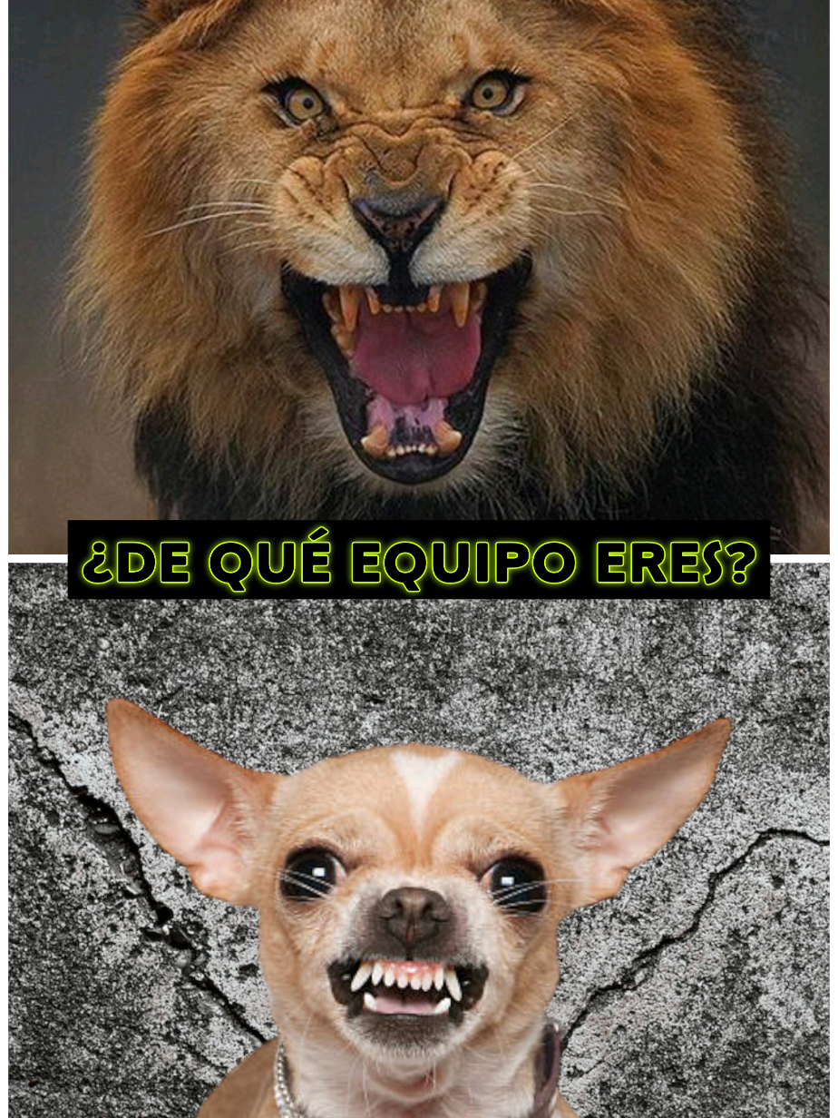 👟 OTROS RUNNERS VS YO 👟 Cada uno es feliz a su manera 😊 ¿De qué equipo sois vosotr@s? 🤔 🔹Team León 🦁 🔸Team Chihuahua 🐶 Podéis dejar vuestros comentarios 📃. Os leo 😉 #run #Running #trail #runner #runners #humor #trailrunning #leon #chihuahua 
