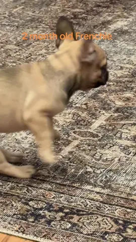 #frenchie #frenchbulldog #frenchiesoftiktok #puppylife #fyp 