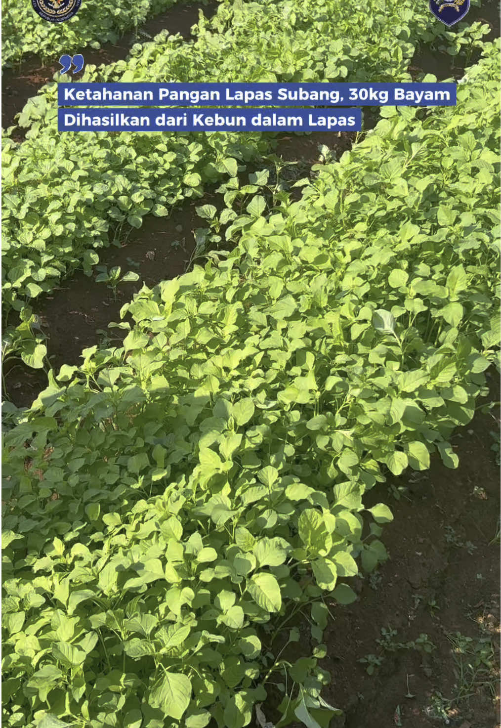 Ketahanan Pangan Lapas Subang, 30 kg Bayam dihasilkan dari Kebun dalam Lapas #DitjenPAS #KanwilDitjenPASJawaBarat #Kusnali #LapasSubang #GatotHarisaputro #2025